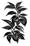 Coffee plant tattoo design idea