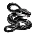 Snake is from Adler in tattoo design idea