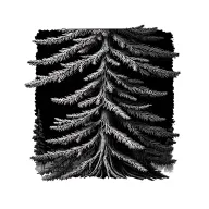 douglas fir tree tattoo design idea