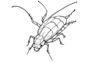 cockroach tattoo design idea