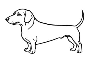 Longhaited Dachshund tattoo design idea
