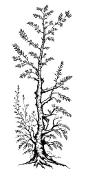 trees and other plants growing from the shoulder and spreading to the chest and arm tattoo design idea