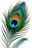 peacock feather tattoo design idea
