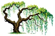 Weeping Willow tree tattoo design idea