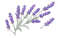 lavender tattoo design idea