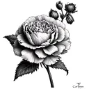 Carnation tattoo design idea