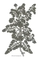 mimosa hostilis dmt molecule forming tattoo design idea