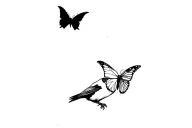 crow chasing a butterfly flying tattoo design idea