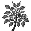 walnut tree branches and leaves intertwined tattoo design idea