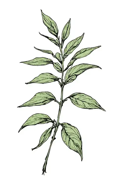 Sage Plant tattoo design idea