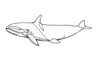 orca whale tattoo design idea