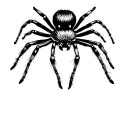 jumping spider tattoo design idea