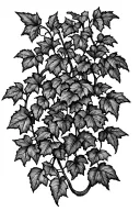 ivy vines tattoo design idea