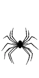 Spider tattoo design idea