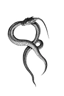Snake With Draco  tattoo design idea